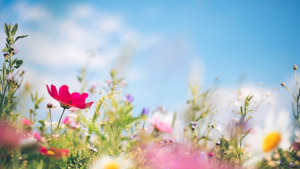 hero pic field of flowers canva field of flowers